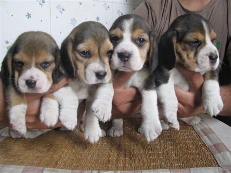 Her birthday is 9th october 2013. Beagle Puppies for Sale(KKKennels 1)(13179) | Dogs for ...