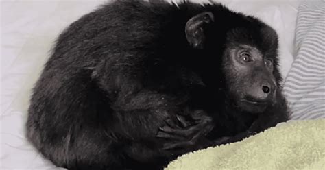 Sin Dientes Y Desnutrido Así Se Encuentra El Mono Rescatado De Una