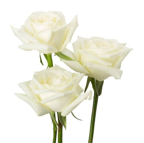 White Roses Isolated On The White Background Stock Photo Image Of