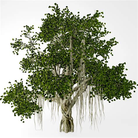 Banyan Tree 3D Model 49 Max Fbx Obj Free3D