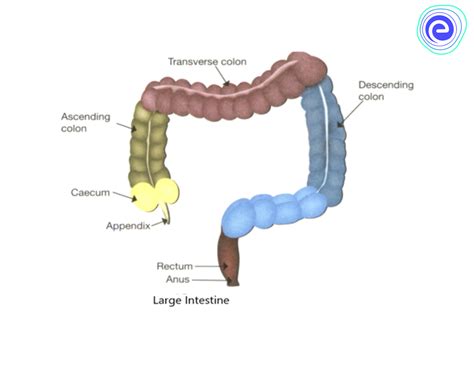 Digestive System Definition Structure How It Works