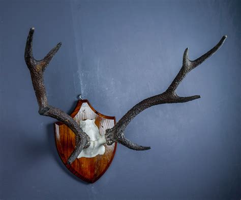 Japanese Sika Deer Skull Cap And Antlers On Shield Ans314 Antlers