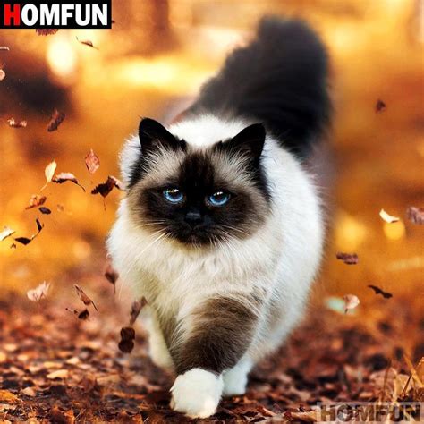 Top 48 Image Siamese Long Haired Cat Vn