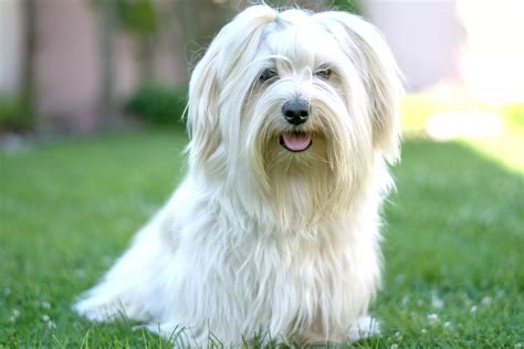 What Is A Havanese Breed Of Dog