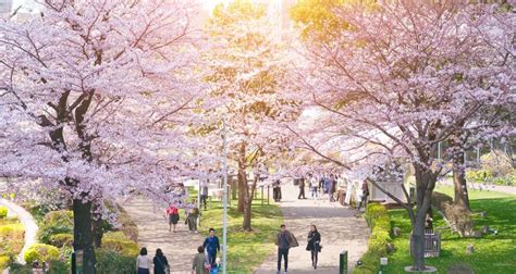 20 Best Places To Enjoy Sakura Cherry Blossoms In Japan Tsunagu Japan