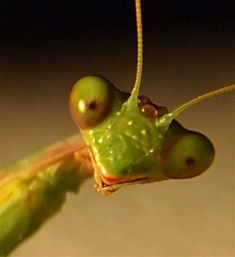 pin on praying mantises