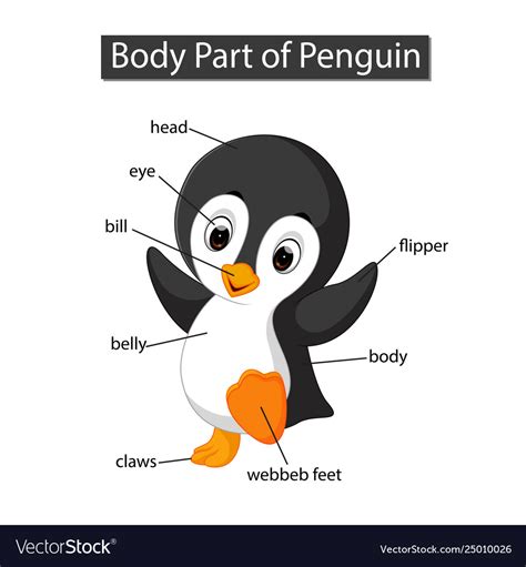 Bring your car to life with amd. Diagram showing body part penguin Royalty Free Vector Image