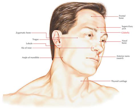 Glabella Of Frontal Bone