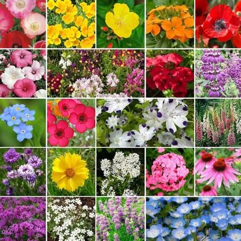 Partial Shade Wildflower Seed Mix Flower Seeds California