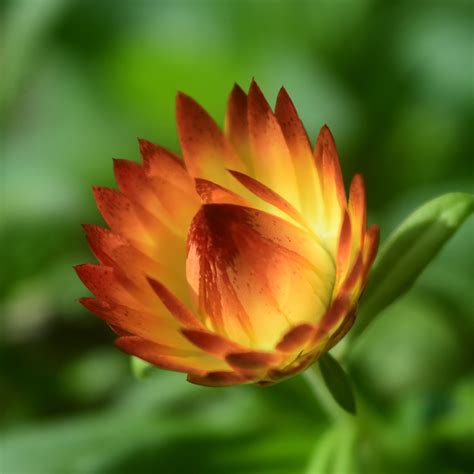 Strawflower Xerochrysum Bracteatum Gbtb Lisa Lim Flickr