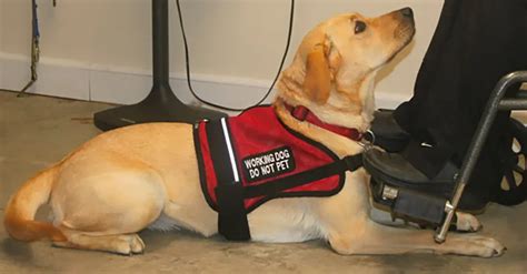 Service Dog Requirements Meopari