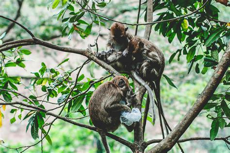 Monkeys On Tree · Free Stock Photo