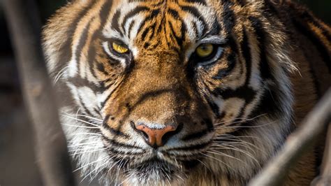 2560x1440 Tiger Face Closup 1440p Resolution Hd 4k Wallpapers Images