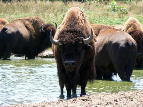 Picture 2 of 7 - Bison (Bison Bison) Pictures & Images - Animals - A-Z