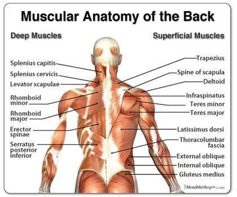 Name Of Muscles In Upper Back I Finished Massage Therapy Training Muscle Diagram The