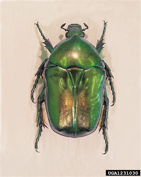 Scarab Beetle Protaetia Aeruginosa