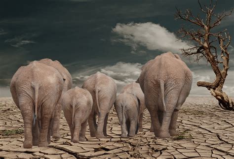 Elephants Dried Earth Death Valley Free Stock Photo Public Domain