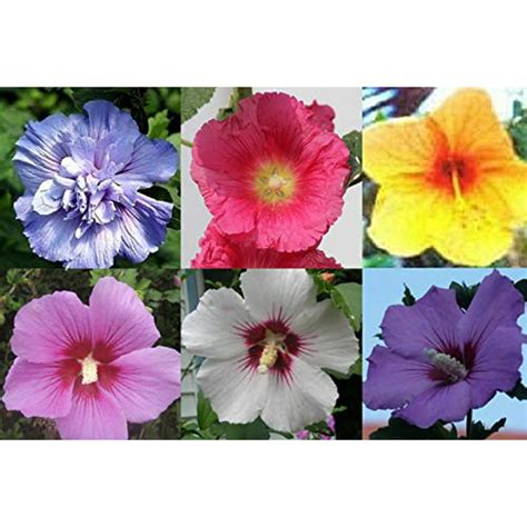 50 Mixed Colors Hibiscus Flower Seeds Rose Of Sharon Syriacus