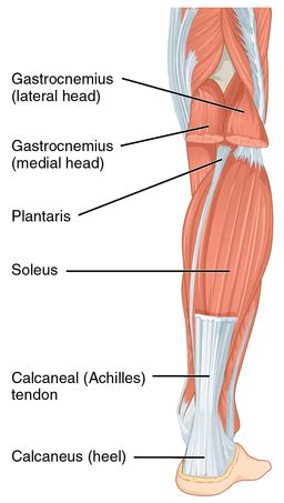 The muscle converges into a tendon attaching to the humerus. What You Need to Know About Ankle Mobility and Your Heart