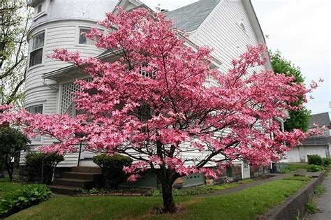 Pink flowering dogwood erupts in a cloud of showy blossoms that darken as they age. Pink Dogwood For Sale Online | The Tree Center