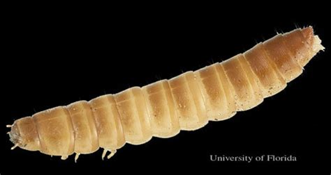 Lesser Mealworm Alphitobius Diaperinus