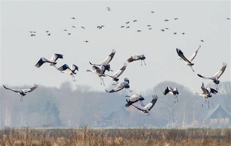 kraanvogels kraanvogels in nederland
