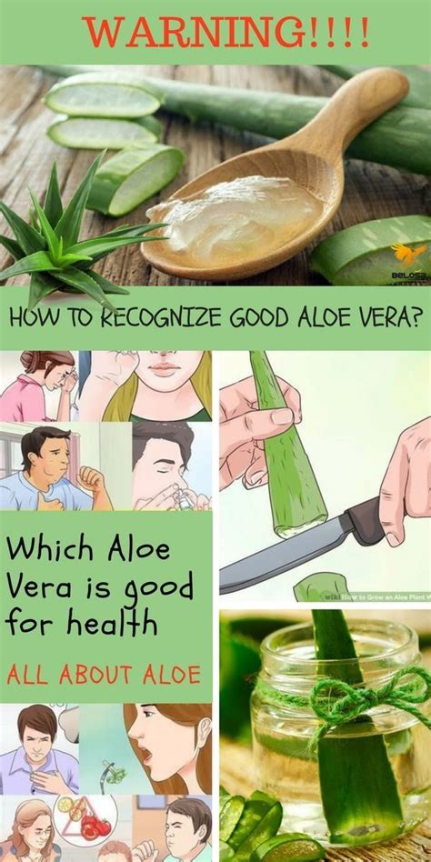 Aloe Vera How To Recognize Good Aloe Vera For Health Aloe Vera