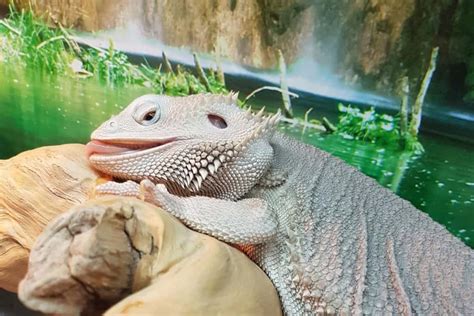However, avoid giving fizzy drinks or. How Much Water Does A Bearded Dragon Need?