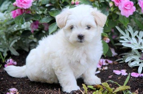 From day one, we knew that this was an extraordinary breed. Coton de Tulear Puppies For Sale | Puppy Adoption | Keystone Puppies