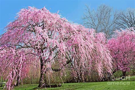 Weeping Flowering Cherry Tree