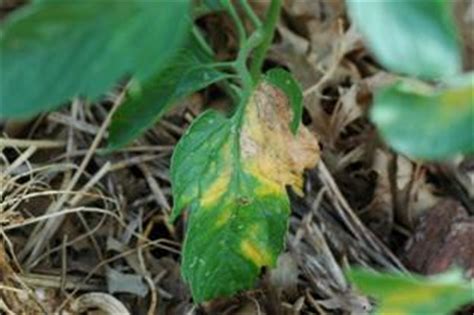 Once spider mite infestation gets worse, you will notice a speckled or mottled appearance of the leaves. Dirt Doctor - Library Topics