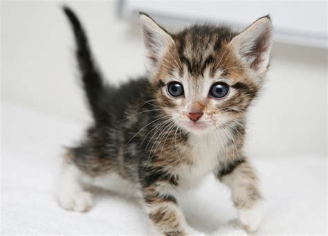 To get started, please click the pet's profile you are interested in, read the profile and then click the questionnaire at the bottom of the page to start your adoption process. Foster Homes Needed: How You Can Help Save the Kittens ...