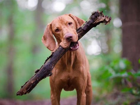 What Is A Vizsla The Perfect Pup For Active Peeps Puppy In Training