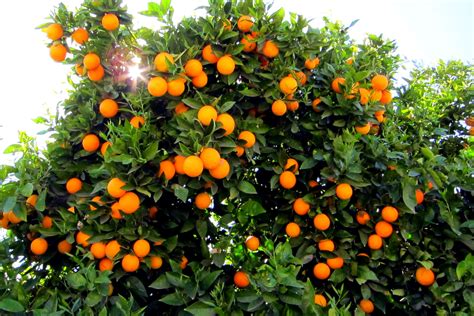 Persian tree persian rugs iran trees iranian fruit parrotia tree palm tree grove persian tapestry tree of life trees tree with small green fruit tree architecture. Gov't to Buy 60,000 Tons of Oranges for Nowruz | Financial ...