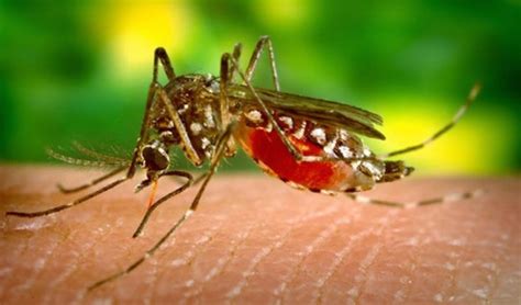 Extension Expert Has Five Tips To Reduce Mosquitoes Around Your Home