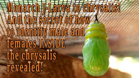 monarch j larva explained how to determine sex of a chrysalis and the story of the