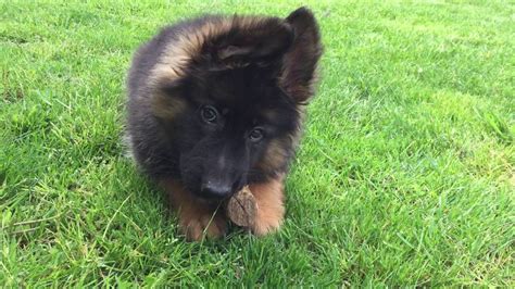 Recklessly Long Haired Black German Shepherd Puppies For Sale