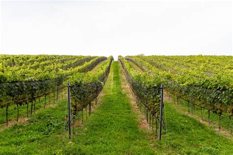 Green Wine Grapes Vineyard Agriculture Winery And Farming Concept