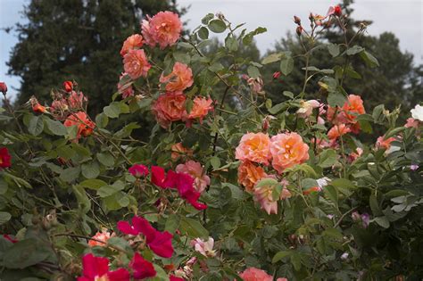 Photographing Oregon Heirloom Rose Garden