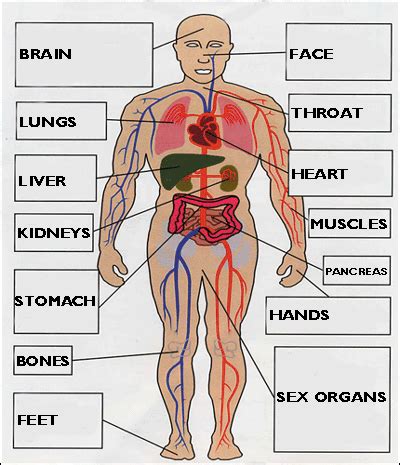 Изображение women body parts diagram. Four things about... (a simple approach to anatomy and ...