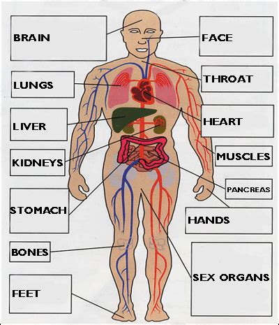 The female body has one fallopian tube on each side of the uterus (womb) in the pelvis. Parts of the body II - English Subject Area