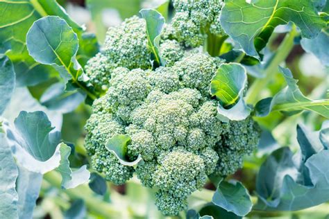 How To Grow Broccoli 4 Tips You Need To Know For The Best Home Grown
