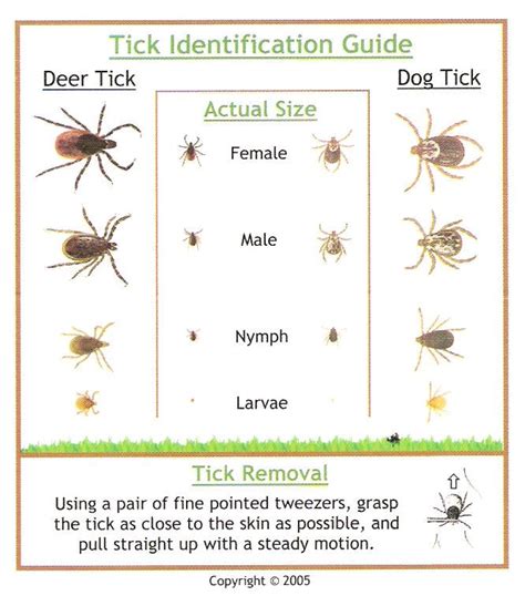 Tick Identification Guide Tick Removal Ticks Ticks On Dogs