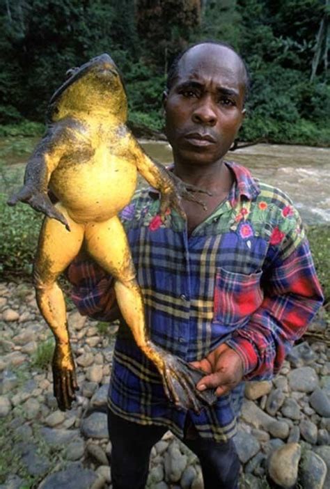 The Goliath Frog Of West Africa Is The Largest Frog In The World It