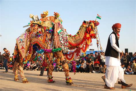 Camel Festival Bikaner Is Dedicated To The Indispensable Ship Of The