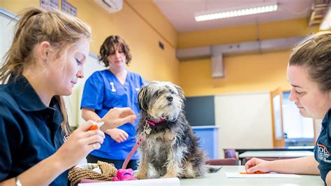 New Zealand Diploma in Veterinary Nursing