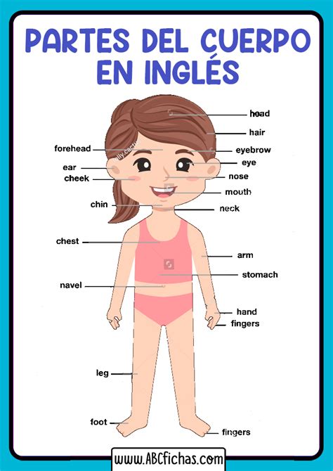 Vocabulario De Las Partes Del Cuerpo En Inglés