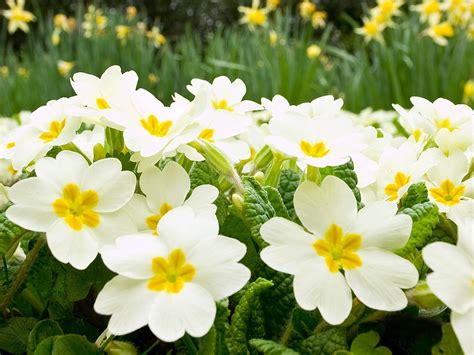 Dreamstime is the world`s largest stock photography community. Free photo: White spring flower - Beautiful, Green, Spring ...