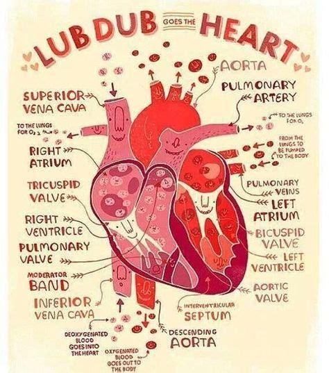 Basic Anatomy Of The Heart Cardiac Heart Anatomy Physiology