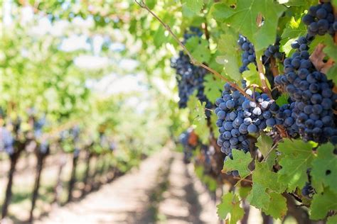 Los Factores Más Importantes Del Proceso De Cultivo De Uva El Vino